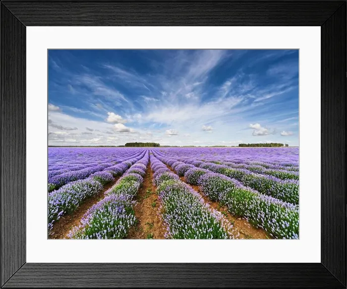 Framed Print : Landscape with blooming lavender field and and blue sky Framed Print : Landscape with blooming lavender field and and blue sky