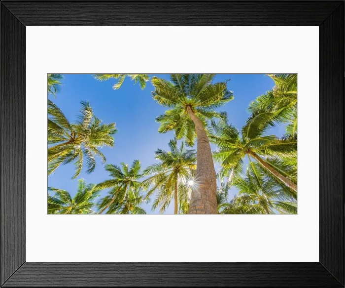 Framed Print : Tropical trees background concept Framed Print : Tropical trees background concept