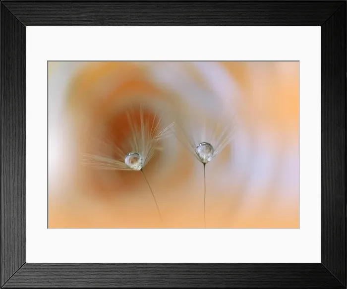 Framed Print : Beautiful Nature Background.Floral Art Design.Abstract Macro Photography.Dandelion Flowers.Yellow Background.Creative Artistic Wallpaper.Celebration Framed Print : Beautiful Nature Background.Floral Art Design.Abstract Macro Photography.Dandelion Flowers.Yellow Background.Creative Artistic Wallpaper.Celebration