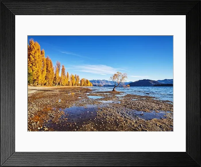 Framed Print : Autumn landscape, lake Wanaka, New Zealand. Lonely Tree at low water level Framed Print : Autumn landscape, lake Wanaka, New Zealand. Lonely Tree at low water level