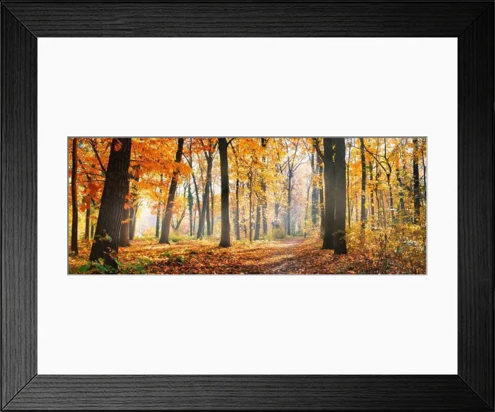 Framed Print : Amazing nature panorama of a gorgeous forest in autumn, a scenic landscape with morning mist and sunshine. Colorful leaves, dream nature landscape Framed Print : Amazing nature panorama of a gorgeous forest in autumn, a scenic landscape with morning mist and sunshine. Colorful leaves, dream nature landscape