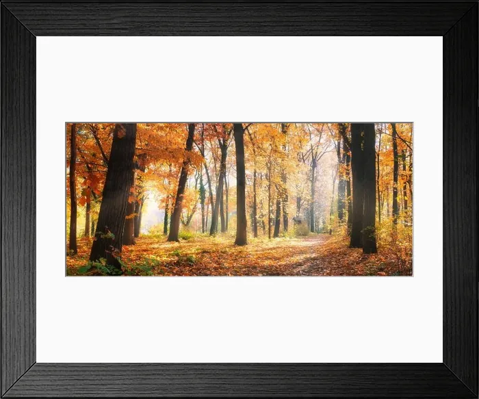 Framed Print : Amazing nature panorama of a gorgeous forest in autumn, a scenic landscape with morning mist and sunshine. Colorful leaves, dream nature landscape Framed Print : Amazing nature panorama of a gorgeous forest in autumn, a scenic landscape with morning mist and sunshine. Colorful leaves, dream nature landscape