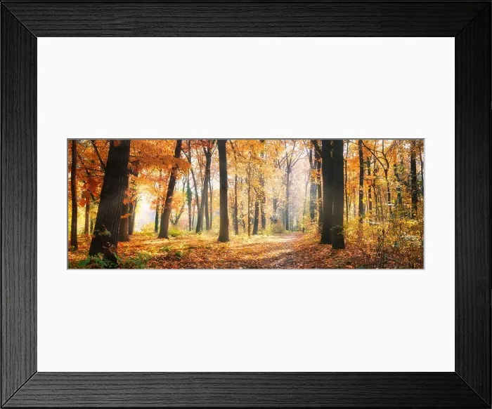 Framed Print : Amazing nature panorama of a gorgeous forest in autumn, a scenic landscape with morning mist and sunshine. Colorful leaves, dream nature landscape Framed Print : Amazing nature panorama of a gorgeous forest in autumn, a scenic landscape with morning mist and sunshine. Colorful leaves, dream nature landscape