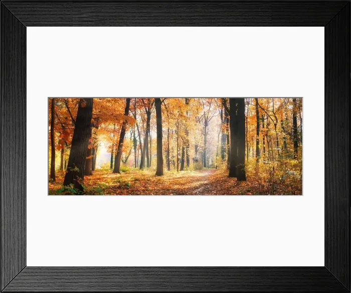 Framed Print : Amazing nature panorama of a gorgeous forest in autumn, a scenic landscape with morning mist and sunshine. Colorful leaves, dream nature landscape Framed Print : Amazing nature panorama of a gorgeous forest in autumn, a scenic landscape with morning mist and sunshine. Colorful leaves, dream nature landscape