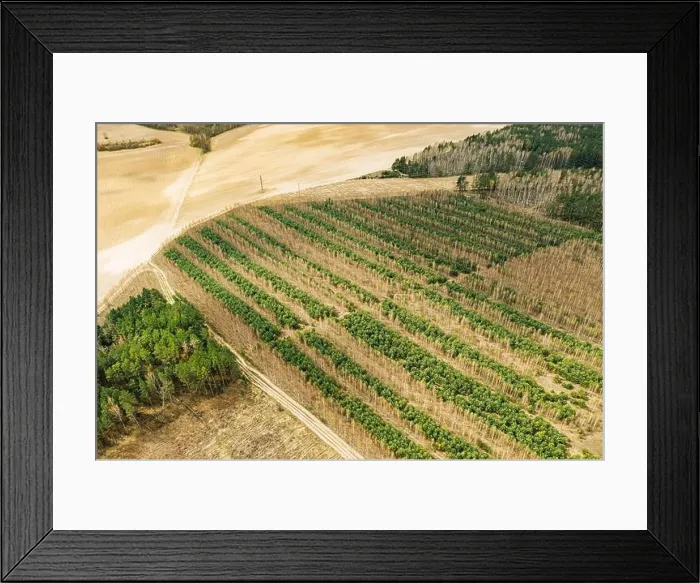 Framed Print : Young Mixed Forest In A Planted Forest Belt. Aerial View Of Forest Strips Landscape In Early Spring Sunny Day. Drone View. Bird's Eye View Framed Print : Young Mixed Forest In A Planted Forest Belt. Aerial View Of Forest Strips Landscape In Early Spring Sunny Day. Drone View. Bird's Eye View