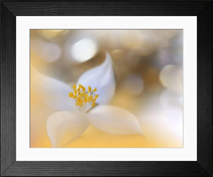 Framed Print : Beautiful Nature Background.Floral Art Design.Abstract Macro Photography.Summer Flower.Golden Background.Creative Artistic Wallpaper.Yellow Color Framed Print : Beautiful Nature Background.Floral Art Design.Abstract Macro Photography.Summer Flower.Golden Background.Creative Artistic Wallpaper.Yellow Color