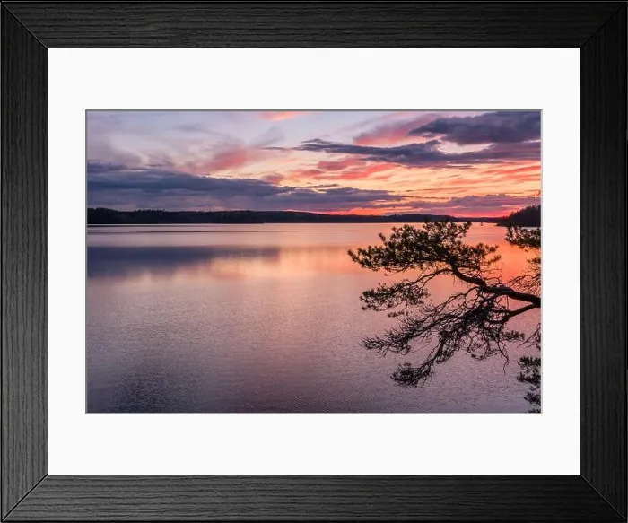 Framed Print : Scenic sunset landscape with peaceful lake and tree at summer evening in Finland Framed Print : Scenic sunset landscape with peaceful lake and tree at summer evening in Finland