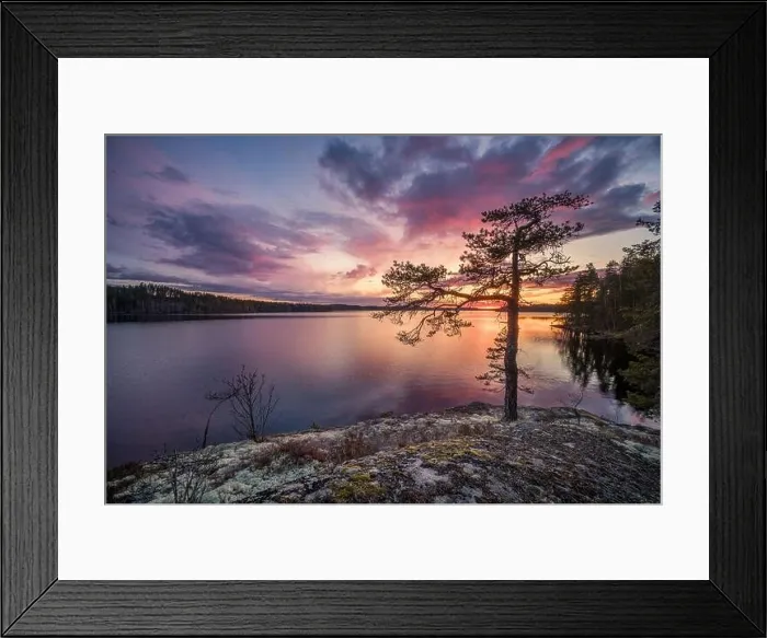 Framed Print : Scenic sunset landscape with peaceful lake and tree at summer evening in Finland Framed Print : Scenic sunset landscape with peaceful lake and tree at summer evening in Finland