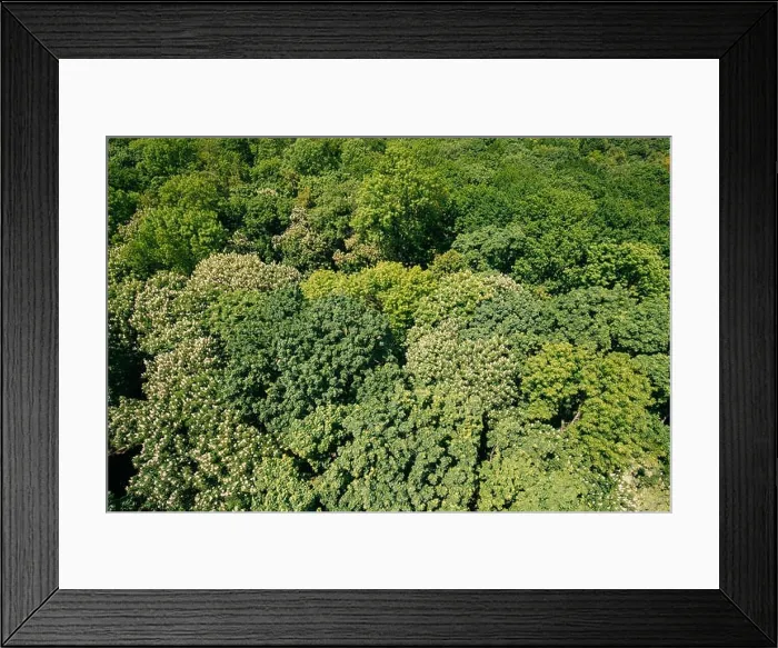 Framed Print : Green Natural Background Of Deciduous Forest. Top View Aerial View Landscape Of Green Crowns Trees Woods At Spring Or Summer Season Framed Print : Green Natural Background Of Deciduous Forest. Top View Aerial View Landscape Of Green Crowns Trees Woods At Spring Or Summer Season