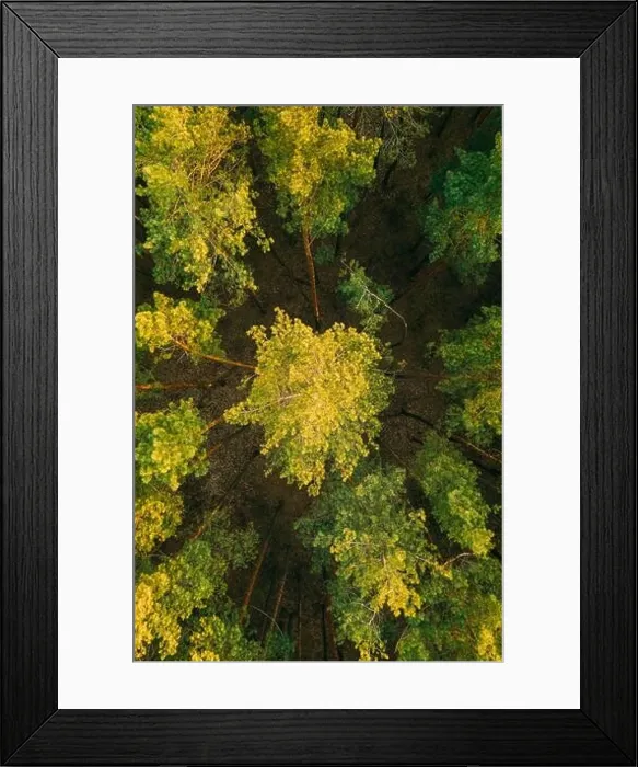Framed Print : Aerial View Of Green Pine Coniferous Forest In Landscape In Spring. Top View From Attitude. Drone View Of European Woods At Springtime