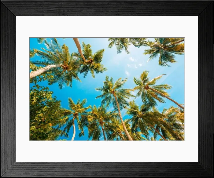 Framed Print : Coconut palm tree with blue sky, beautiful tropical background. Tropical trees background concept. Exotic tropical nature background
