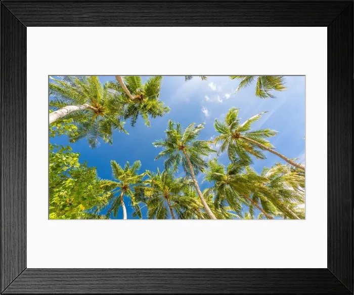 Framed Print : Coconut palm tree with blue sky, beautiful tropical background. Tropical trees background concept. Exotic tropical nature background