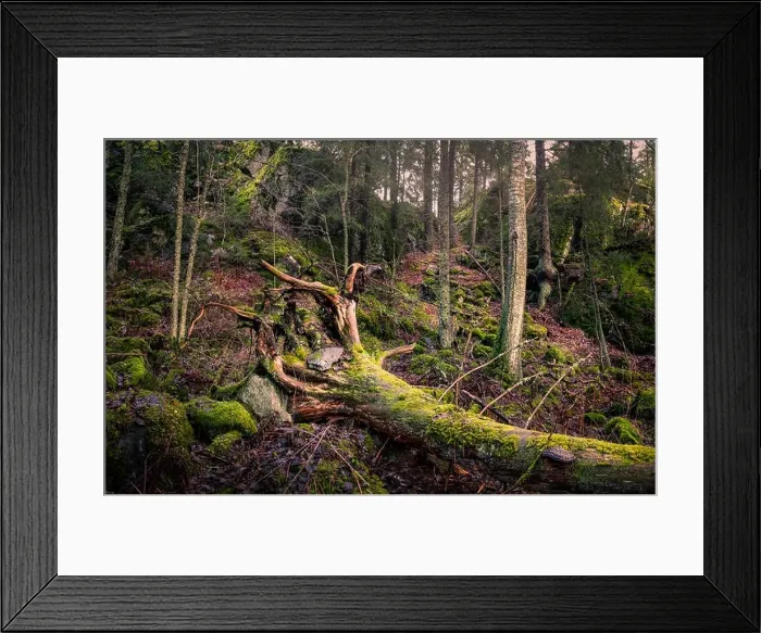 Framed Print : Scenic landscape with primeval forest at autumn day Framed Print : Scenic landscape with primeval forest at autumn day