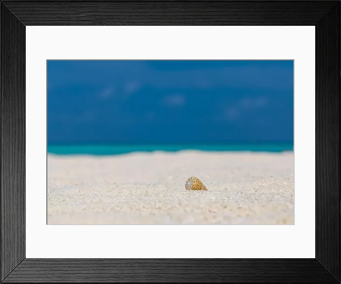 Framed Print : Shell on the beach. Beautiful sand summer beach holiday background, tropical horizon and sea view Framed Print : Shell on the beach. Beautiful sand summer beach holiday background, tropical horizon and sea view
