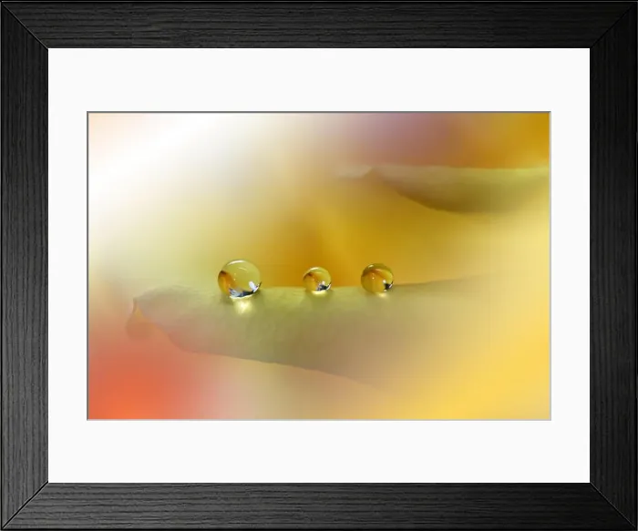 Framed Print : Beautiful Golden Nature Background.Colorful Artistic Wallpaper.Natural Abstract Macro Photography.Creative Floral Art Design.Pure Yellow Rose Flower Framed Print : Beautiful Golden Nature Background.Colorful Artistic Wallpaper.Natural Abstract Macro Photography.Creative Floral Art Design.Pure Yellow Rose Flower
