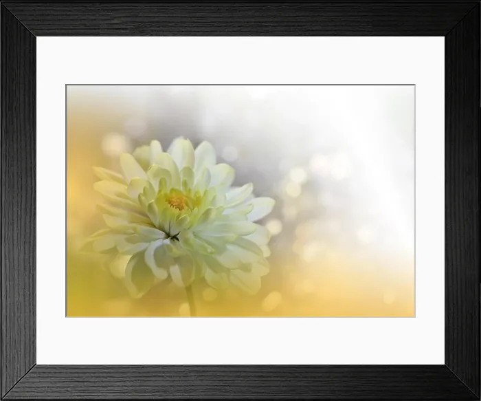 Framed Print : Beautiful Golden Nature Background.Colorful Artistic Wallpaper.Natural Abstract Macro Photography.Creative Floral Art Design.Chrysanthemum Flower.Pure Framed Print : Beautiful Golden Nature Background.Colorful Artistic Wallpaper.Natural Abstract Macro Photography.Creative Floral Art Design.Chrysanthemum Flower.Pure