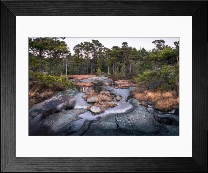 Framed Print : Landscape with pine forest and stones at evening in coastline, Finland Framed Print : Landscape with pine forest and stones at evening in coastline, Finland