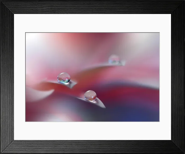 Framed Print : Beautiful Orange Nature Background.Colorful Artistic Wallpaper.Natural Abstract Macro Photography.Creative Floral Art Design.Coral Color.Gerbera Daisy Framed Print : Beautiful Orange Nature Background.Colorful Artistic Wallpaper.Natural Abstract Macro Photography.Creative Floral Art Design.Coral Color.Gerbera Daisy