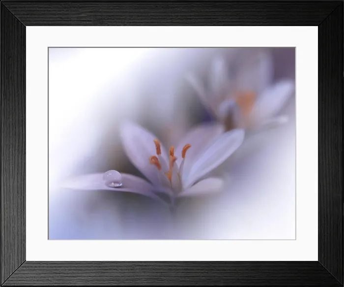 Framed Print : Beautiful White Nature Background.Colorful Artistic Wallpaper.Natural Abstract Macro Photography.Creative Floral Art Design.Love, romance, romantic.Pure Framed Print : Beautiful White Nature Background.Colorful Artistic Wallpaper.Natural Abstract Macro Photography.Creative Floral Art Design.Love, romance, romantic.Pure