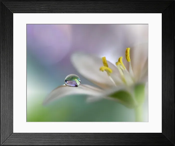 Framed Print : Beautiful Green Nature Background.Colorful Artistic Wallpaper.Natural Abstract Macro Photography.Creative Floral Art Design.Love, romance, romantic.Pure Framed Print : Beautiful Green Nature Background.Colorful Artistic Wallpaper.Natural Abstract Macro Photography.Creative Floral Art Design.Love, romance, romantic.Pure