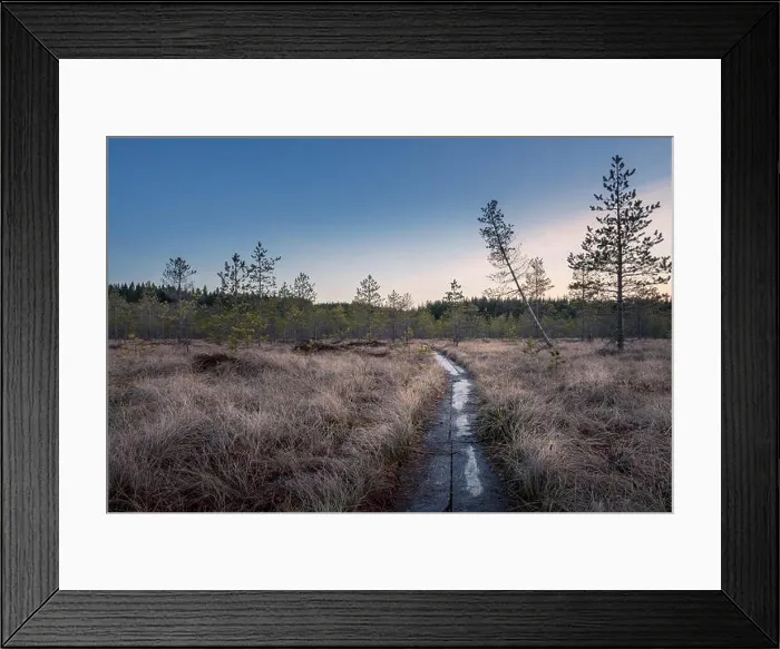 Framed Print : Landscape with sunset at evening in swamp Finland Framed Print : Landscape with sunset at evening in swamp Finland