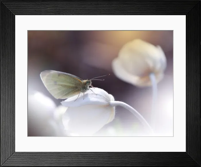 Framed Print : Beautiful Nature Background.Colorful Artistic Wallpaper.Natural Abstract Macro Photography.Creative Floral Art Design.Butterfly and Anemone Flower