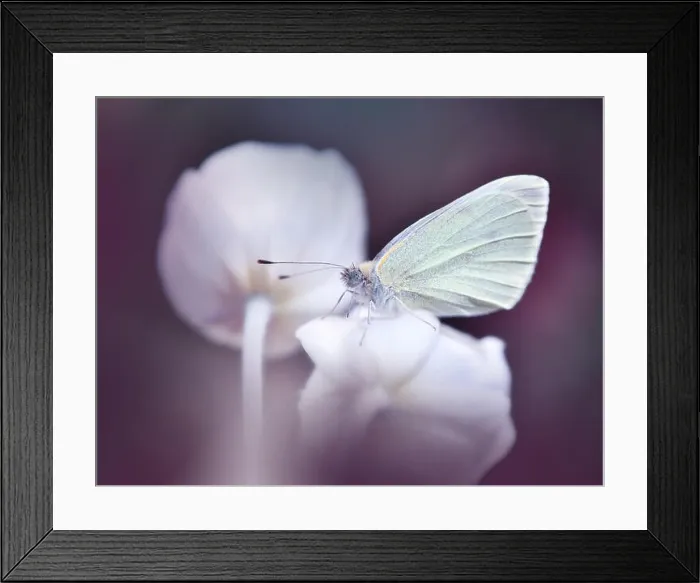 Framed Print : Beautiful Nature Background.Colorful Artistic Wallpaper.Natural Abstract Macro Photography.Creative Floral Art Design.Butterfly and Anemone Flower Framed Print : Beautiful Nature Background.Colorful Artistic Wallpaper.Natural Abstract Macro Photography.Creative Floral Art Design.Butterfly and Anemone Flower