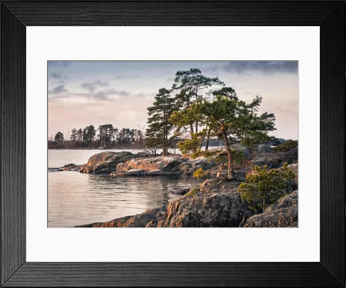 Framed Print : Landscape with nice morning light and pine trees in coastline, Finland Framed Print : Landscape with nice morning light and pine trees in coastline, Finland