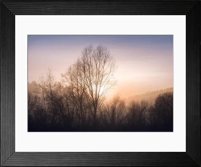 Framed Print : Foggy landscape with trees and sunset at evening Framed Print : Foggy landscape with trees and sunset at evening
