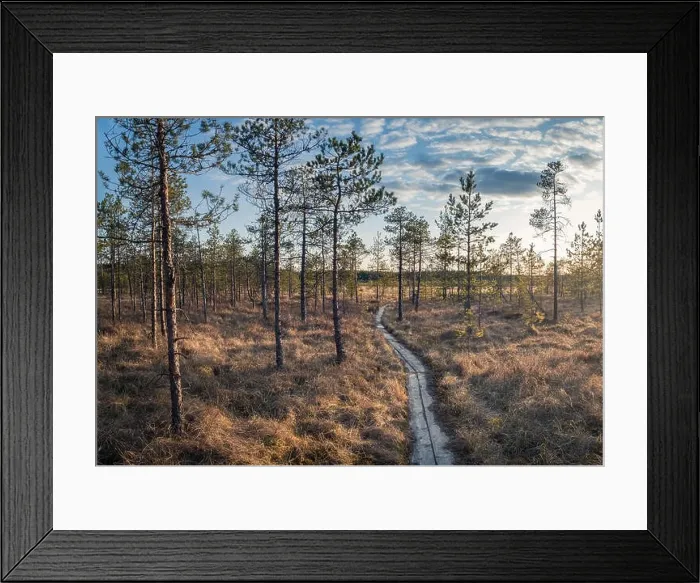 Framed Print : Landscape with sunset at evening in swamp Finland Framed Print : Landscape with sunset at evening in swamp Finland