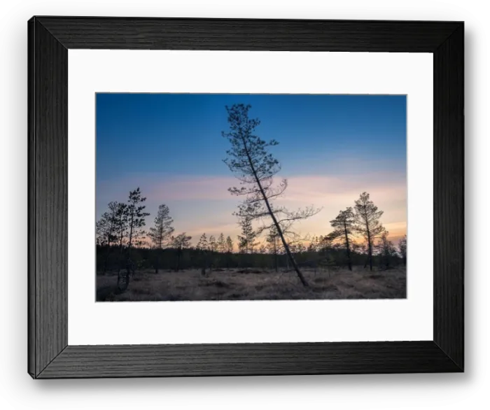 Framed Print : Landscape with sunset at evening in swamp Finland Framed Print : Landscape with sunset at evening in swamp Finland