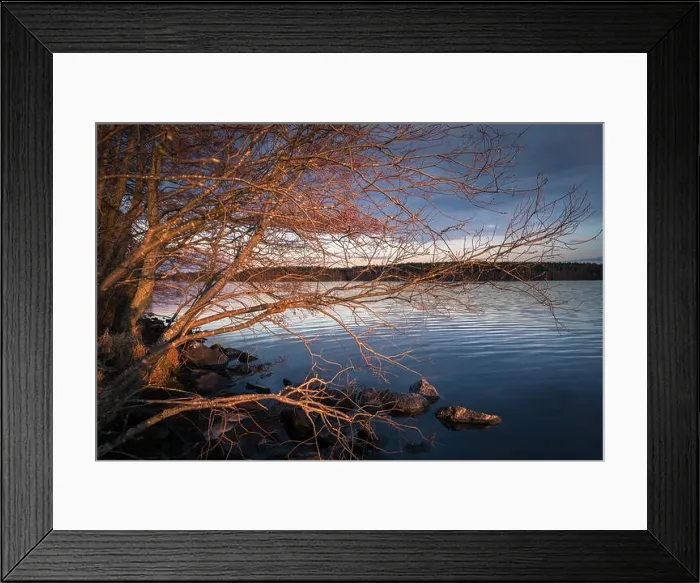 Framed Print : Landscape with golden branches and calm lake at spring evening Framed Print : Landscape with golden branches and calm lake at spring evening