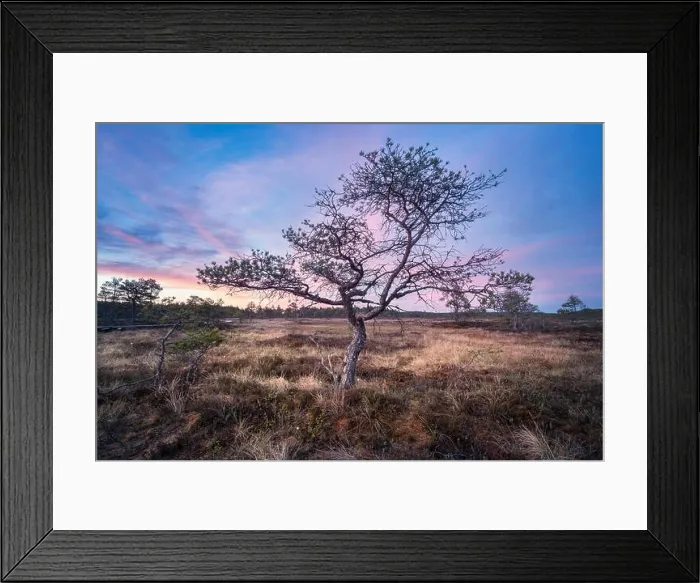 Framed Print : Little tree with sunrise at summer night in National Park, Torronsuo, Finland Framed Print : Little tree with sunrise at summer night in National Park, Torronsuo, Finland