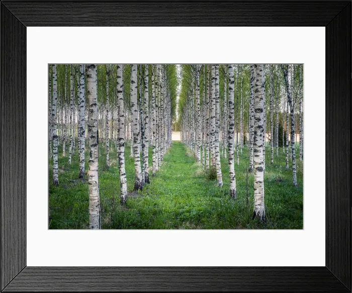 Framed Print : Scenic landscape with many birch trees at summer evening in Finland Framed Print : Scenic landscape with many birch trees at summer evening in Finland