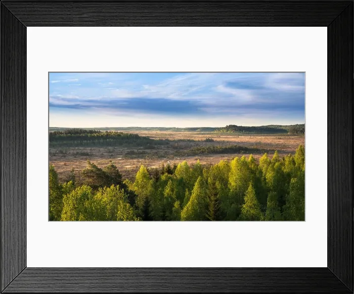 Framed Print : Scenic landscape with morning light at swamp in National Park, Torronsuo, Finland Framed Print : Scenic landscape with morning light at swamp in National Park, Torronsuo, Finland
