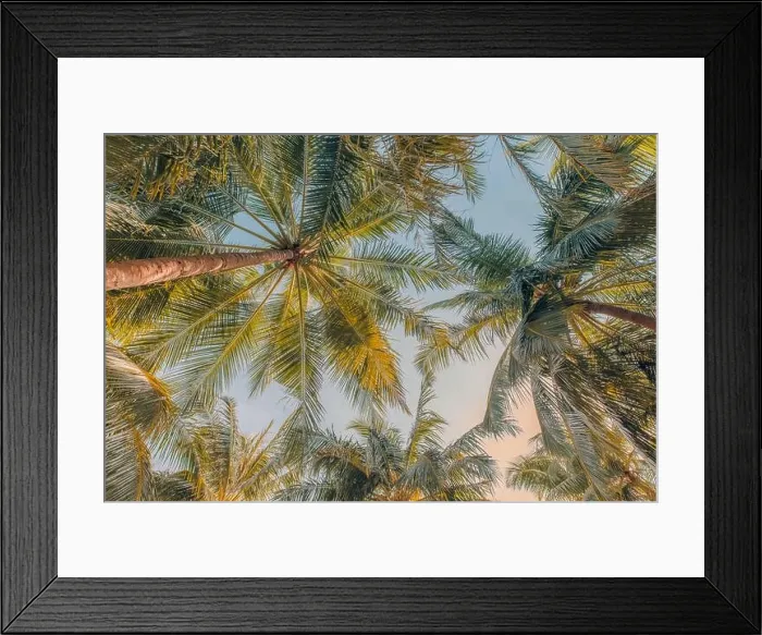 Framed Print : Palm trees under soft blue sky. Tropical jungle pattern, nature view from low point of view. Green nature, tropical foliage, exotic landscape Framed Print : Palm trees under soft blue sky. Tropical jungle pattern, nature view from low point of view. Green nature, tropical foliage, exotic landscape