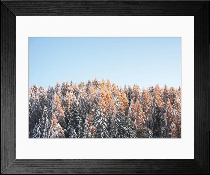 Framed Print : Picturesque landscape with orange larches covered by first snow and clear blue sky Framed Print : Picturesque landscape with orange larches covered by first snow and clear blue sky