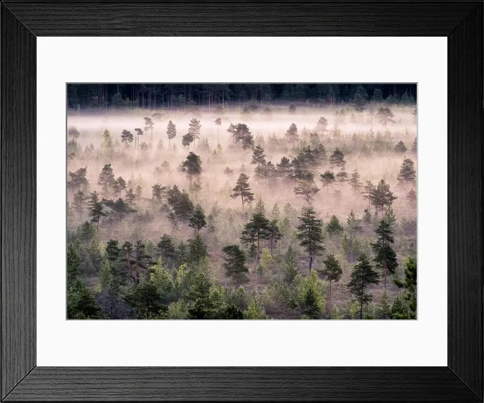 Framed Print : Scenic foggy landscape with mood forest at summer morning at Torronsuo national park, Finland. High angle aerial view Framed Print : Scenic foggy landscape with mood forest at summer morning at Torronsuo national park, Finland. High angle aerial view