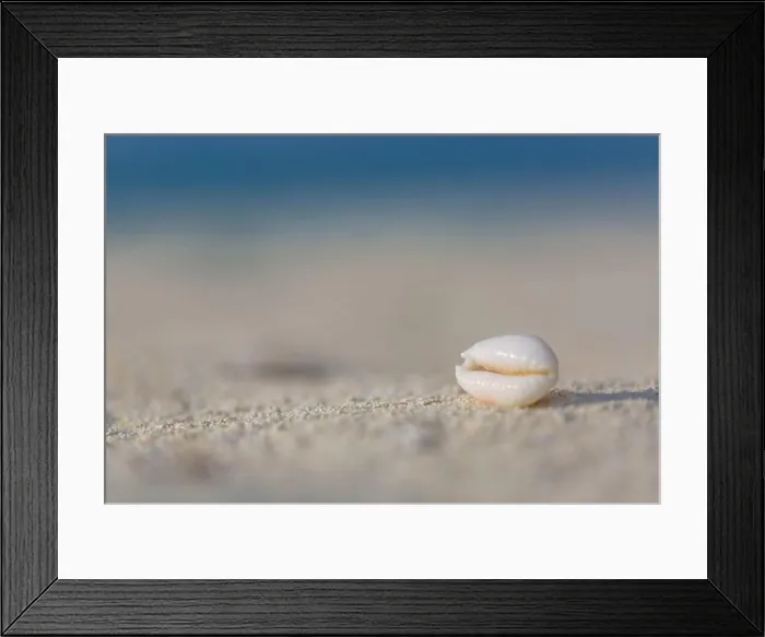 Framed Print : Sea shell on beach over seascape background. Peaceful beach closeup scenery Framed Print : Sea shell on beach over seascape background. Peaceful beach closeup scenery