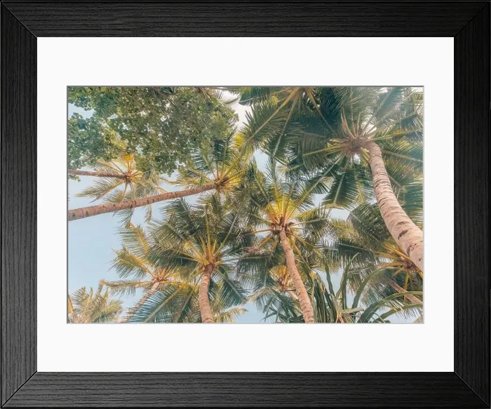 Framed Print : Vintage color palm trees. Tropical nature pattern, exotic jungle forest view from low point of view Framed Print : Vintage color palm trees. Tropical nature pattern, exotic jungle forest view from low point of view