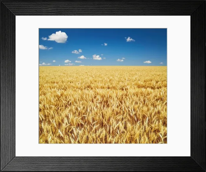 Framed Print : Golden rye field over blue sky in Bulgaria Framed Print : Golden rye field over blue sky in Bulgaria