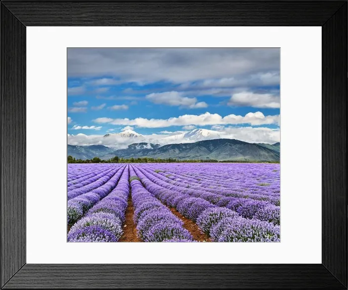 Framed Print : Landscape with beautiful blooming lavender field and snowy mountains Framed Print : Landscape with beautiful blooming lavender field and snowy mountains