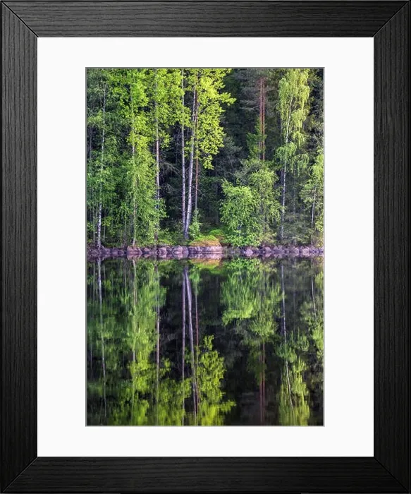 Framed Print : Beautiful forest reflection from lake at bright summer day in Liesjärvi National Park, Finland Framed Print : Beautiful forest reflection from lake at bright summer day in Liesjärvi National Park, Finland