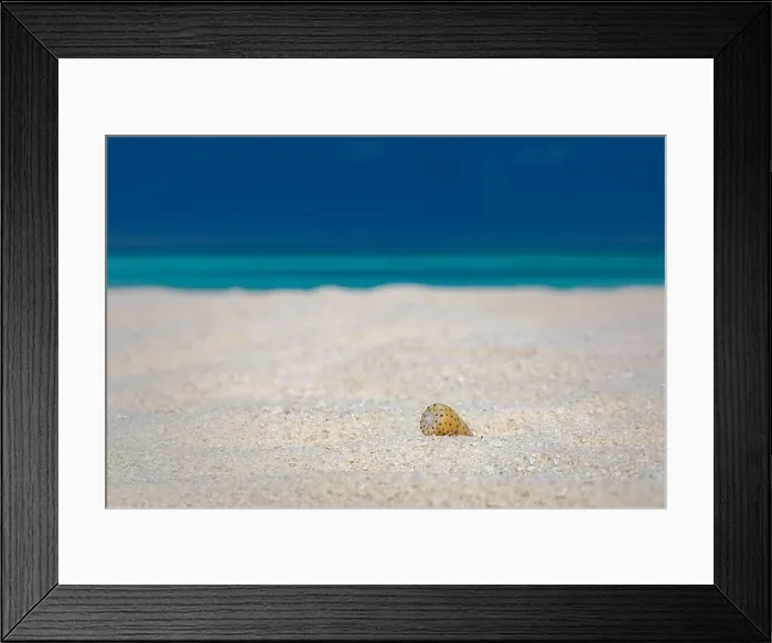Framed Print : Shell on the beach. Sea shell on beach over seascape background Framed Print : Shell on the beach. Sea shell on beach over seascape background