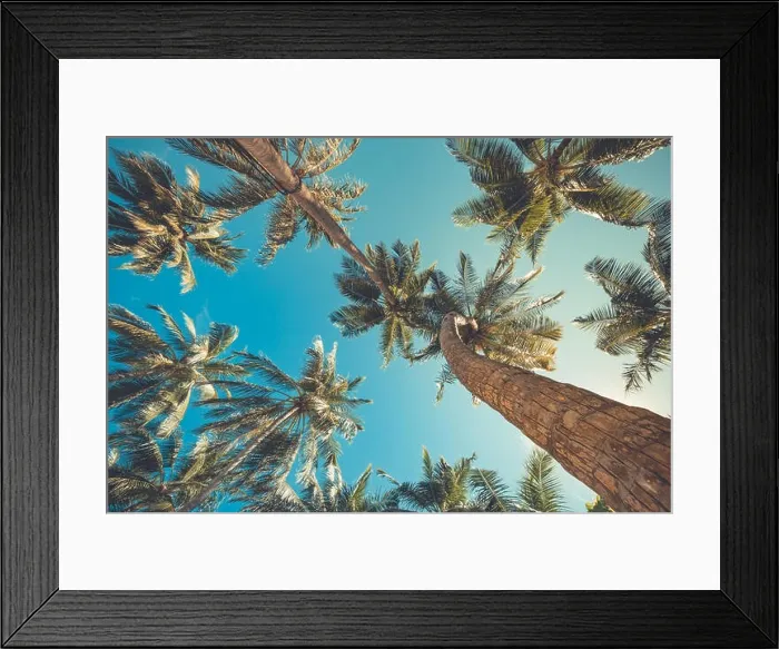 Framed Print : Beautiful palm trees on the beautiful landscape background. Vintage Palm Trees Vintage clear summer skies. Tropical beach palm trees relaxation zen in Framed Print : Beautiful palm trees on the beautiful landscape background. Vintage Palm Trees Vintage clear summer skies. Tropical beach palm trees relaxation zen in