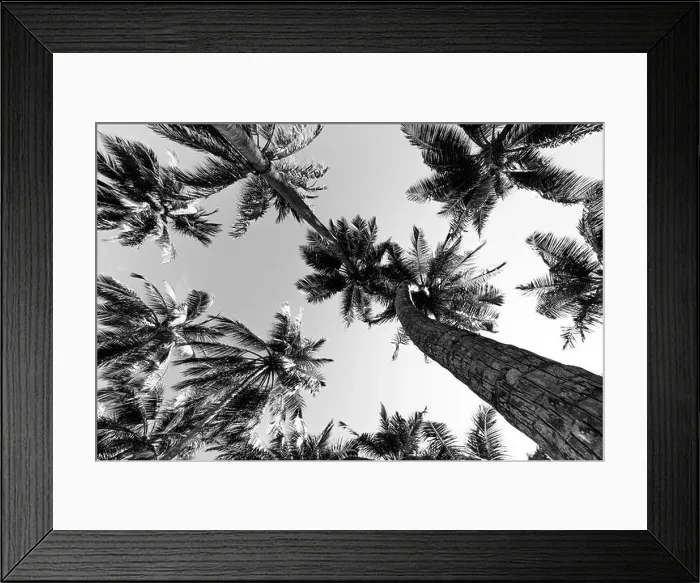 Framed Print : Beautiful palm trees on the beautiful landscape background. Vintage Palm Trees Vintage clear summer skies. Tropical beach palm trees relaxation zen in Framed Print : Beautiful palm trees on the beautiful landscape background. Vintage Palm Trees Vintage clear summer skies. Tropical beach palm trees relaxation zen in