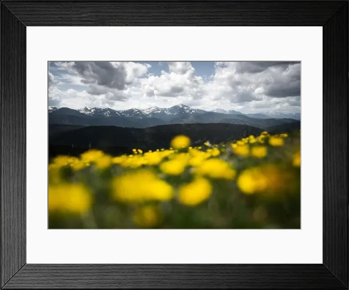 Framed Print : Yellow flowers on spring Ukrainian Carpathians mountains. Landscape photography Framed Print : Yellow flowers on spring Ukrainian Carpathians mountains. Landscape photography