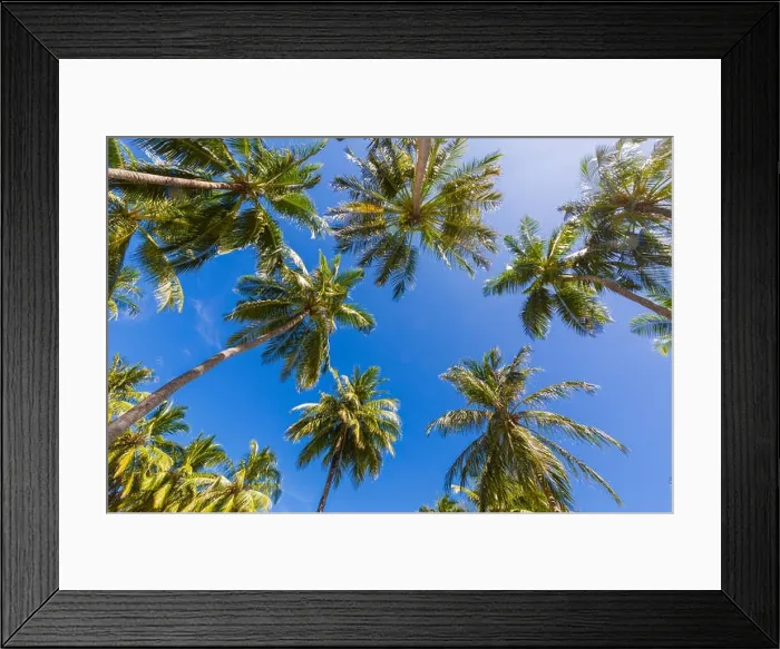 Framed Print : Beautiful palm trees on the beautiful landscape background. Vintage Palm Trees Vintage clear summer skies. Tropical beach palm trees relaxation zen in Framed Print : Beautiful palm trees on the beautiful landscape background. Vintage Palm Trees Vintage clear summer skies. Tropical beach palm trees relaxation zen in