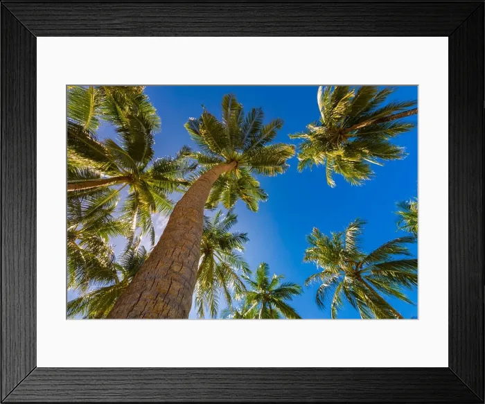 Framed Print : Beautiful palm trees on the beautiful landscape background. Vintage Palm Trees Vintage clear summer skies. Tropical beach palm trees relaxation zen in Framed Print : Beautiful palm trees on the beautiful landscape background. Vintage Palm Trees Vintage clear summer skies. Tropical beach palm trees relaxation zen in