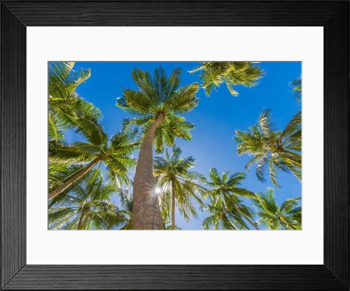Framed Print : Beautiful palm trees on the beautiful landscape background. Vintage Palm Trees Vintage clear summer skies. Tropical beach palm trees relaxation zen in Framed Print : Beautiful palm trees on the beautiful landscape background. Vintage Palm Trees Vintage clear summer skies. Tropical beach palm trees relaxation zen in